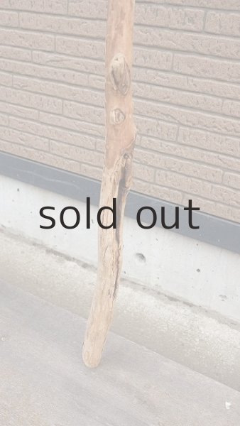 画像3: 幹流木 (3)