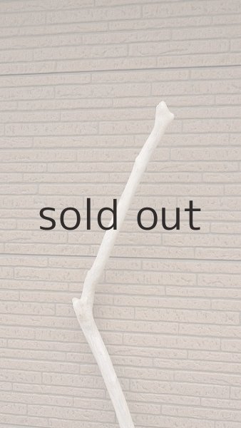 画像4: 幹流木 (4)