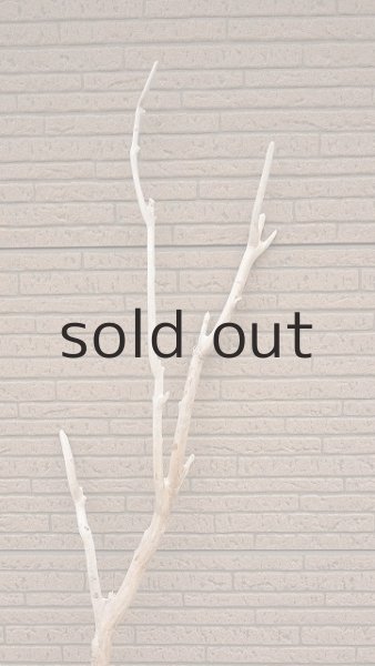 画像5: 幹流木 (5)