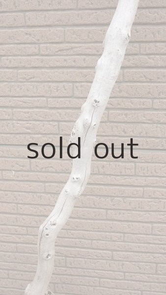 画像3: 幹流木 (3)