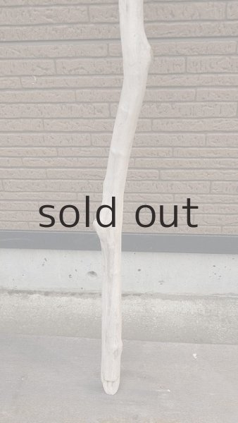 画像2: 幹流木 (2)