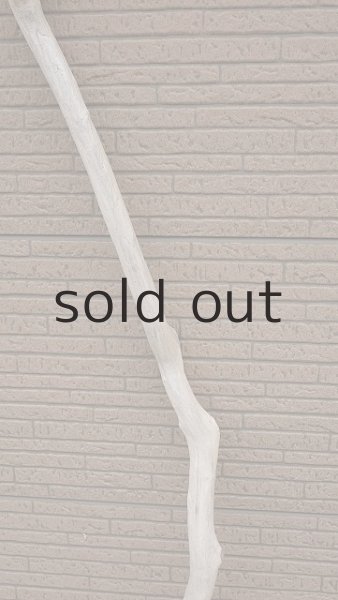 画像3: 幹流木 (3)