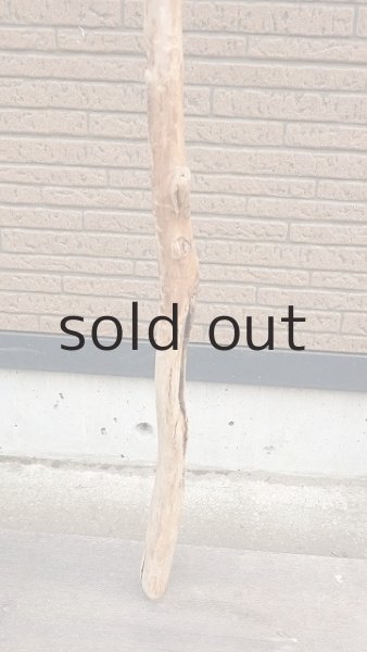 画像2: 幹流木 (2)