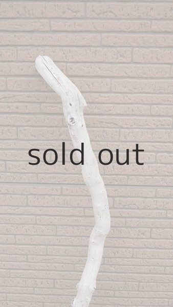 画像4: 幹流木 (4)