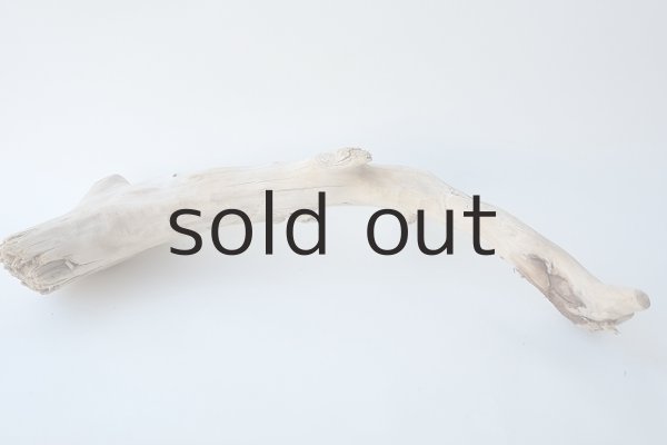 画像4: 流木根 (4)