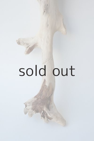 画像2: 流木根 (2)