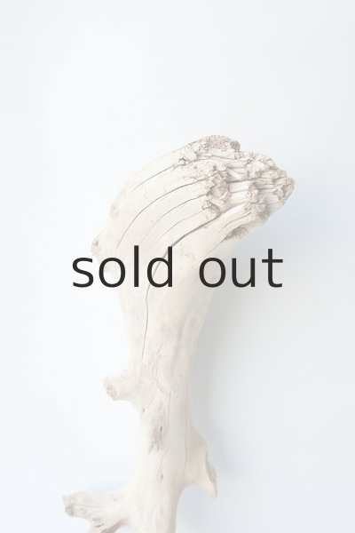 画像3: 流木根 (3)