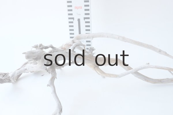 画像8: 流木根セット (8)