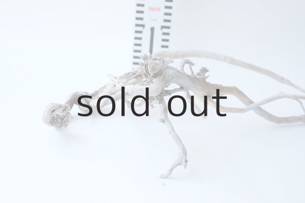 画像7: 流木根セット (7)