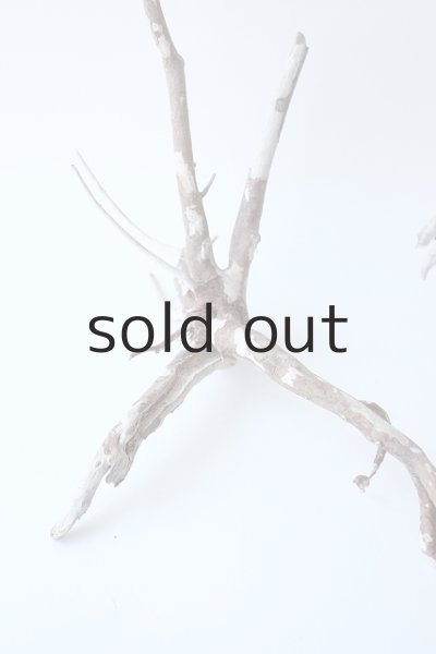 画像2: 流木根セット (2)