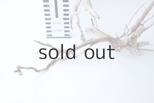 画像6: 流木根セット (6)