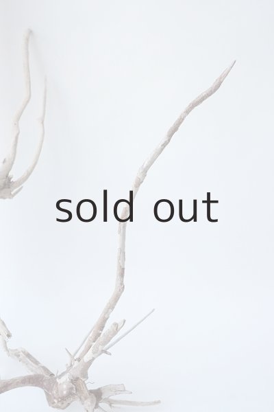 画像7: 流木根セット (7)