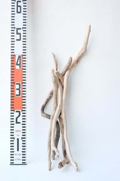 画像3: 流木根セット