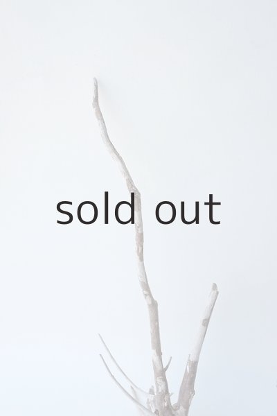 画像3: 流木根セット (3)