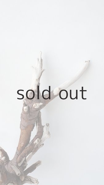 画像7: 枝流木 (7)