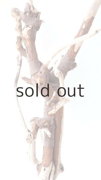 画像5: 枝流木 (5)