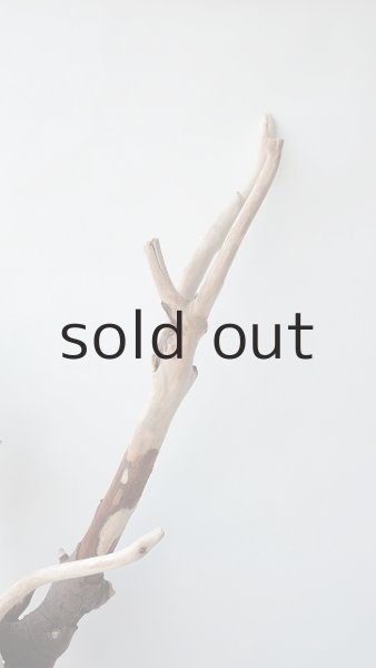 画像4: 枝流木 (4)