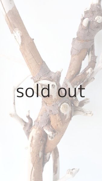 画像6: 枝流木 (6)