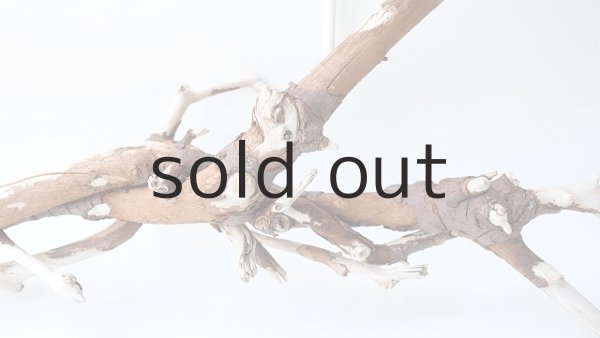 画像10: 枝流木 (10)