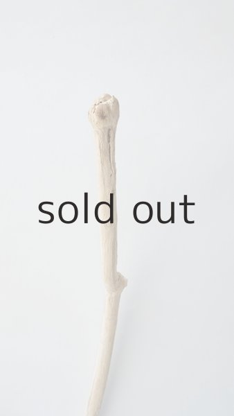 画像4: 流木根 (4)