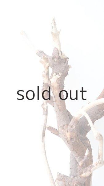 画像3: 枝流木 (3)