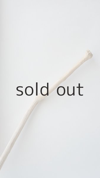 画像5: 流木根 (5)