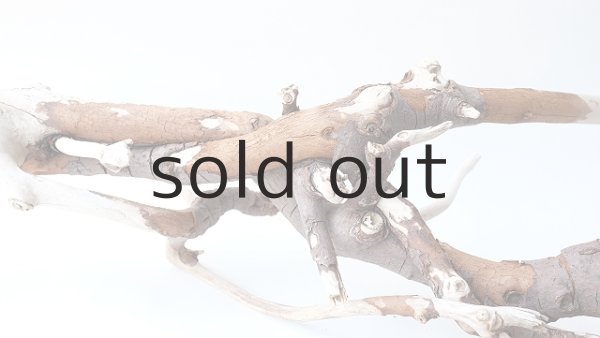 画像12: 枝流木 (12)