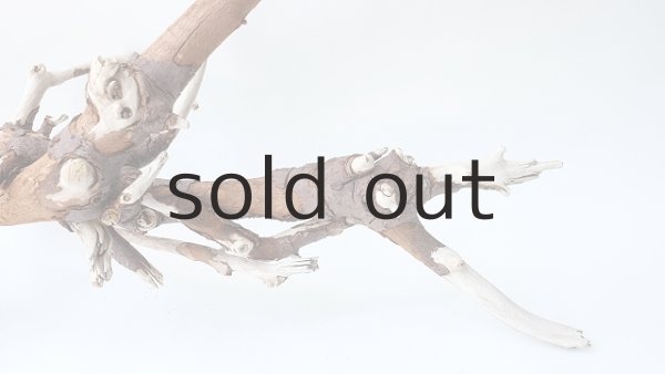 画像9: 枝流木 (9)