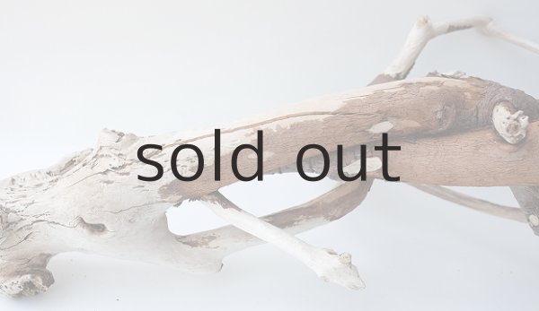 画像8: 枝流木 (8)