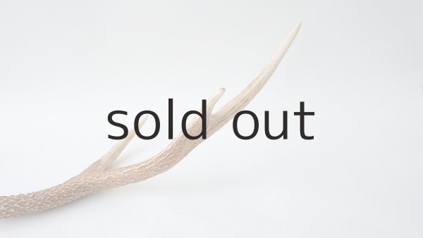 画像5: デコール用二ホンジカの角 (5)