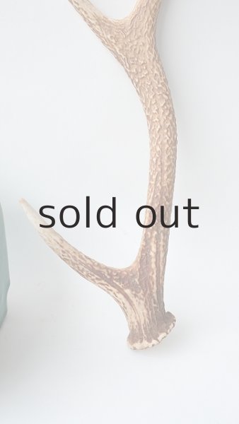 画像2: デコール用二ホンジカの角 (2)