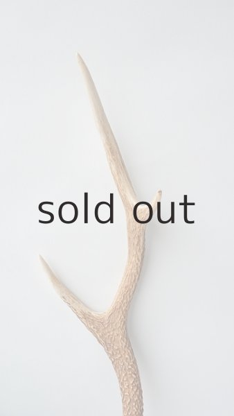 画像3: デコール用二ホンジカの角 (3)