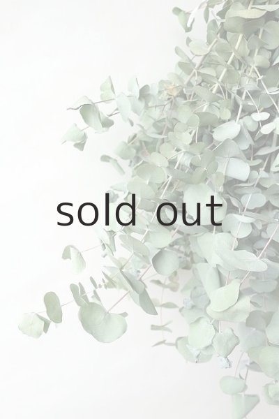 画像3: Dry plants for decor ユーカリ銀丸葉スワッグ (3)