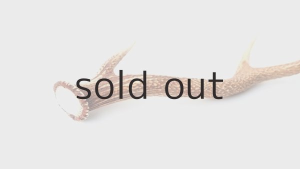 画像4: デコール用二ホンジカの角 (4)