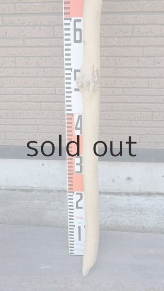 画像6: 棒流木・長尺 (6)