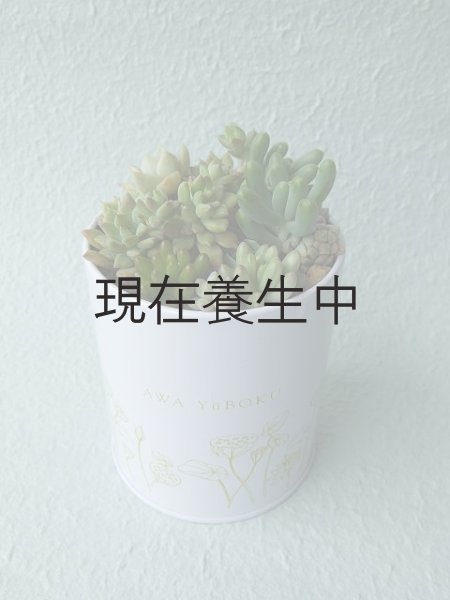 画像4: 多肉植物オリジナルアソートPP・20個詰め合せ (4)