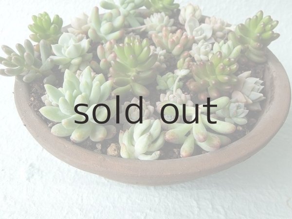 画像2: 多肉植物オリジナルアソート (2)