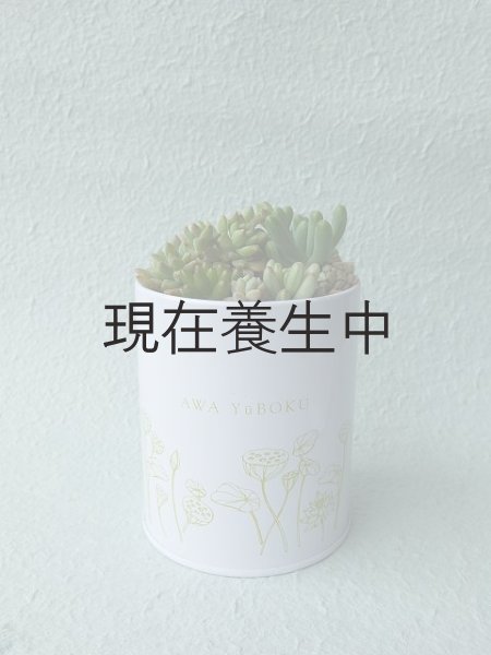 オリジナルスチール缶に植え付けた時のイメージです。20個で2缶分作れますのでオリジナル缶に挑戦してみてください♪