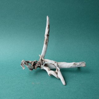 流木根 - 流木素材市場 阿波遊木
