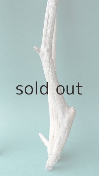 画像6: 小枝流木セット (6)