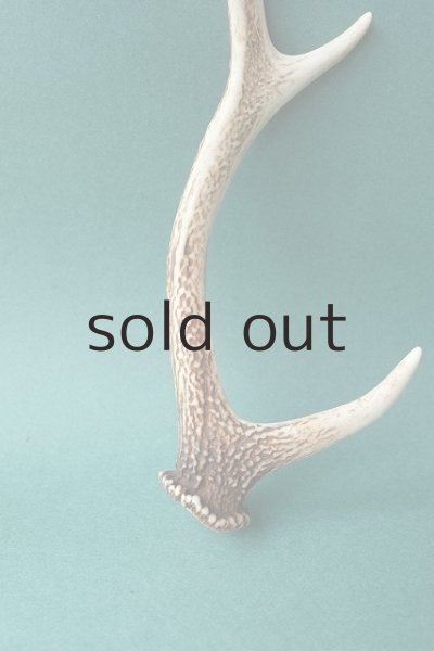 画像2: デコール用二ホンジカの角 (2)