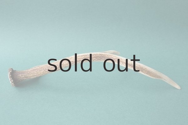 画像5: デコール用二ホンジカの角 (5)