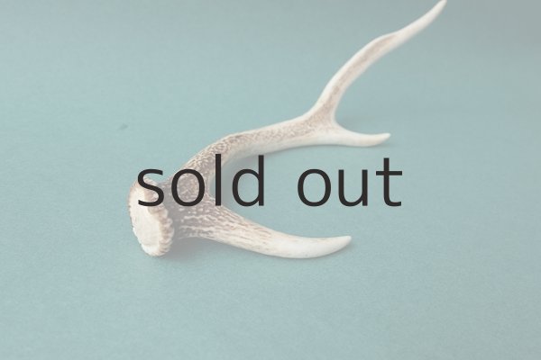 画像4: デコール用二ホンジカの角 (4)