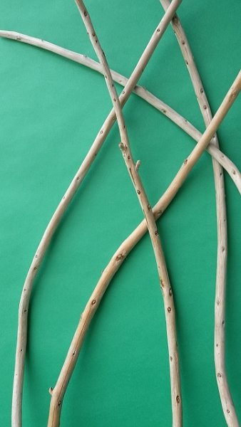 画像4: 棒流木セット (4)