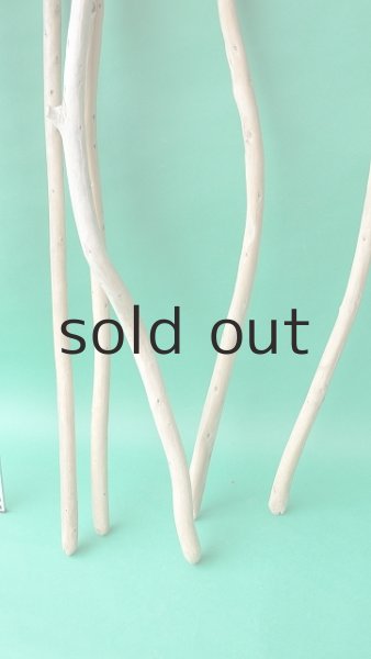 画像6: 棒流木セット (6)