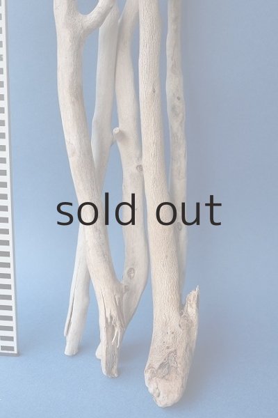 画像7: 小枝流木セット (7)