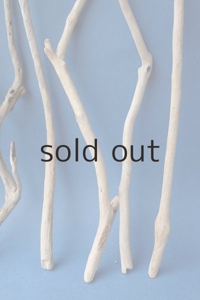 画像5: 小枝流木セット (5)
