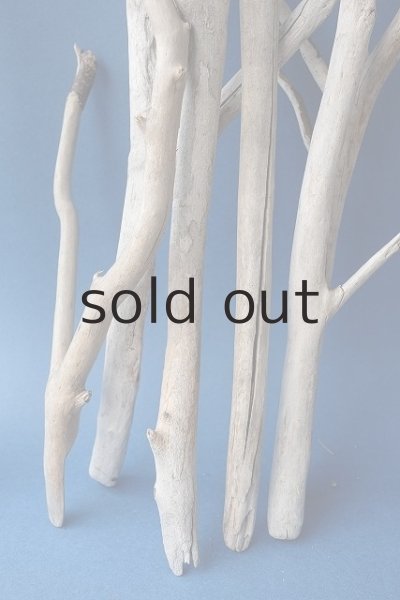 画像7: 小枝流木セット (7)