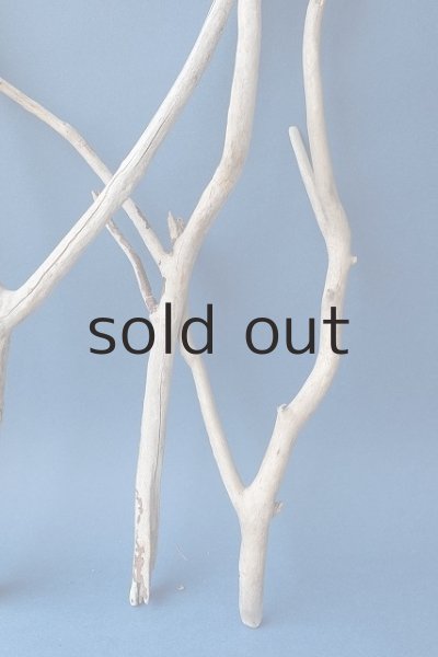 画像6: 小枝流木セット (6)