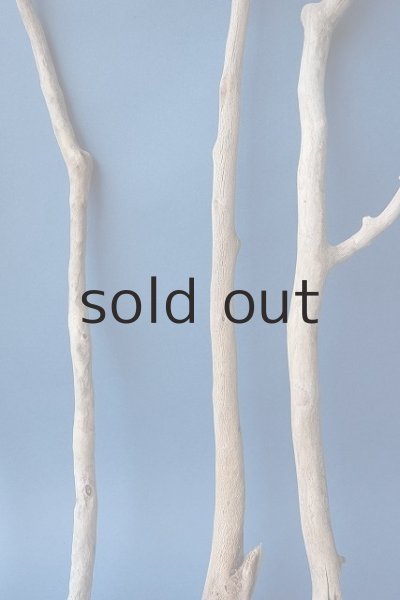 画像6: 小枝流木セット (6)